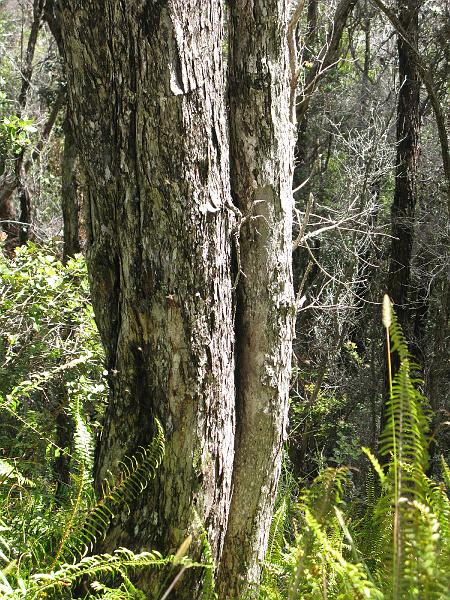 IMG_2318.JPG - Most interesting thing about this scenic overlook was the bee/wasp nest in this tree. Zoom in for cloud of bee/wasp goodness.