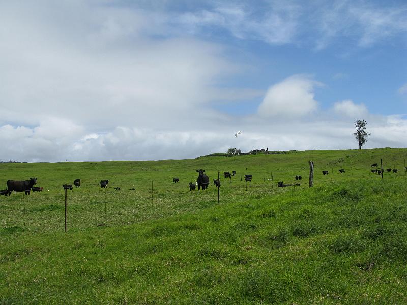 IMG_2347.JPG - Black cows and white egrets. The birds seemed to come from miles around for this.