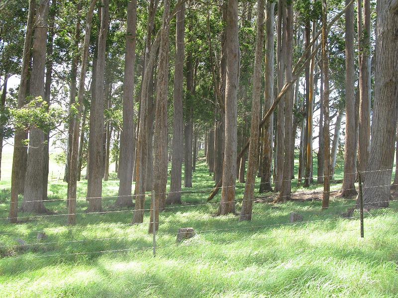 IMG_2349.JPG - Windbreak planted by anonymous OCD sufferer.